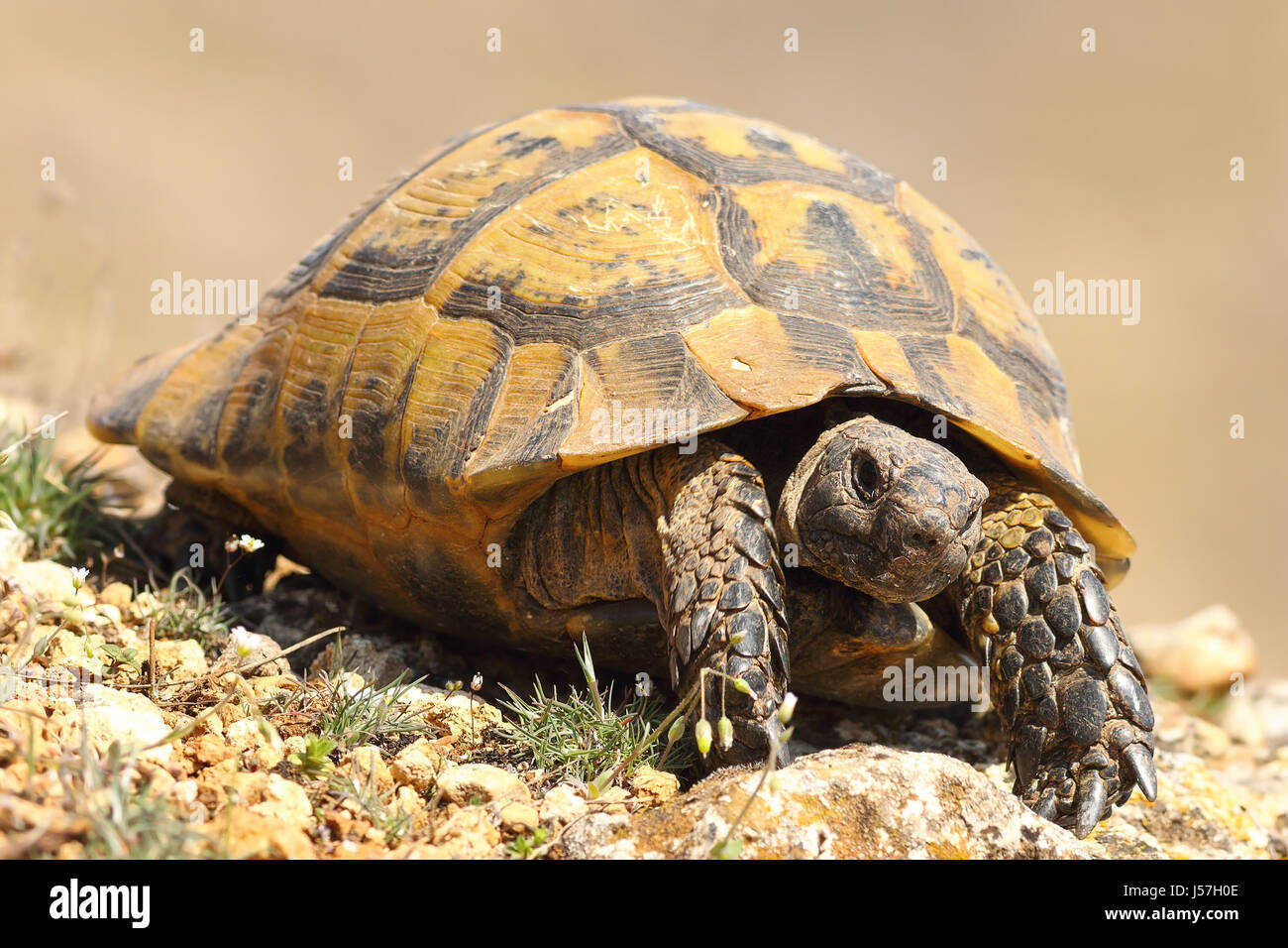 greek turtoise walking on natural habitat ( Testudo graeca ) Stock Photo