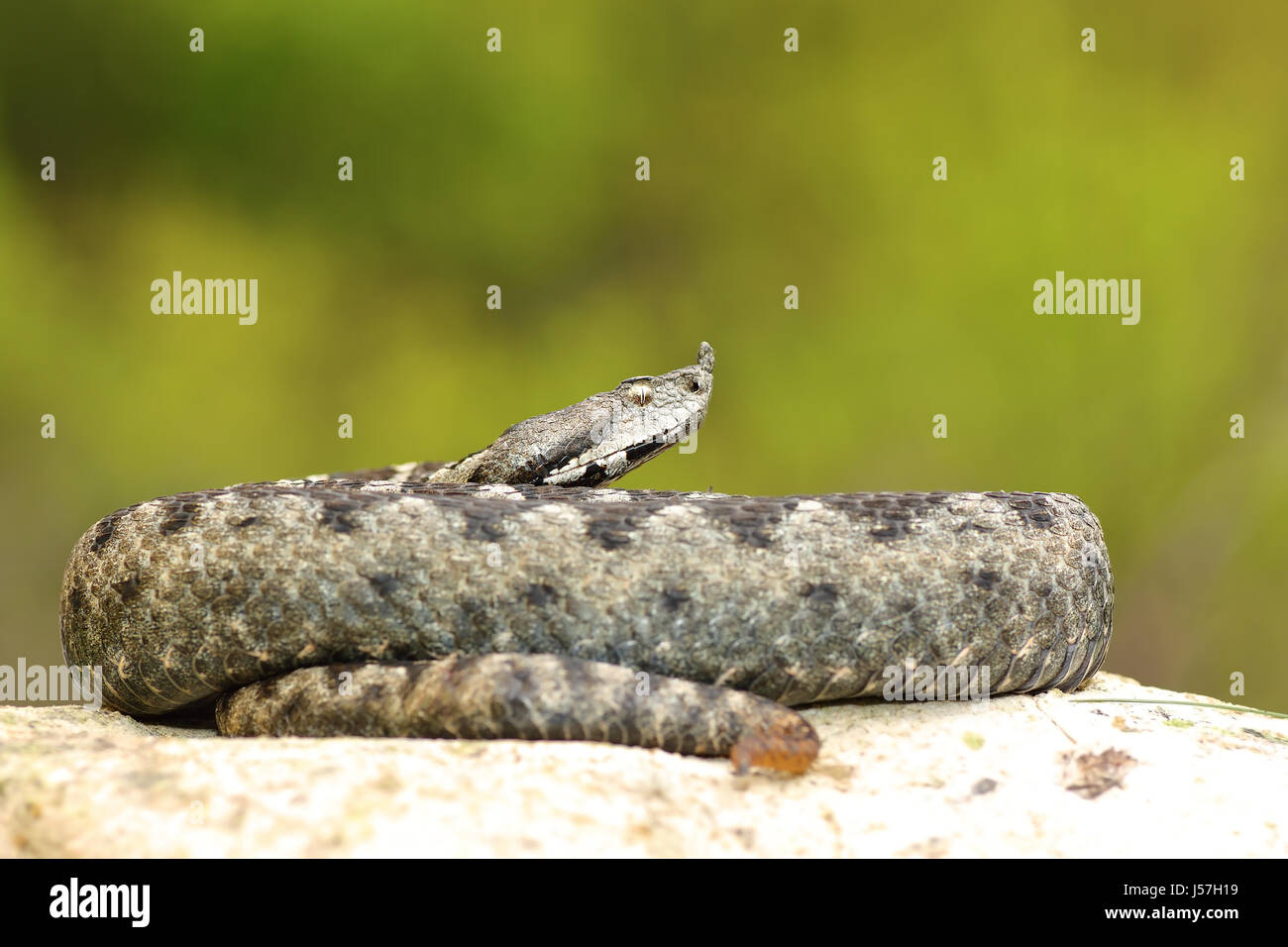 Horned adder hi-res stock photography and images - Alamy