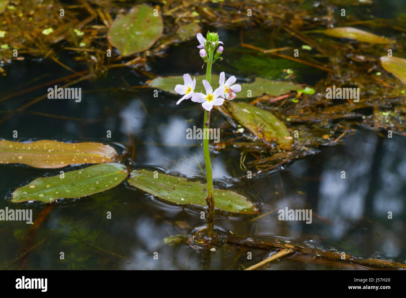 Flower of Water violet (Hottonia palustris) in a river Stock Photo Alamy