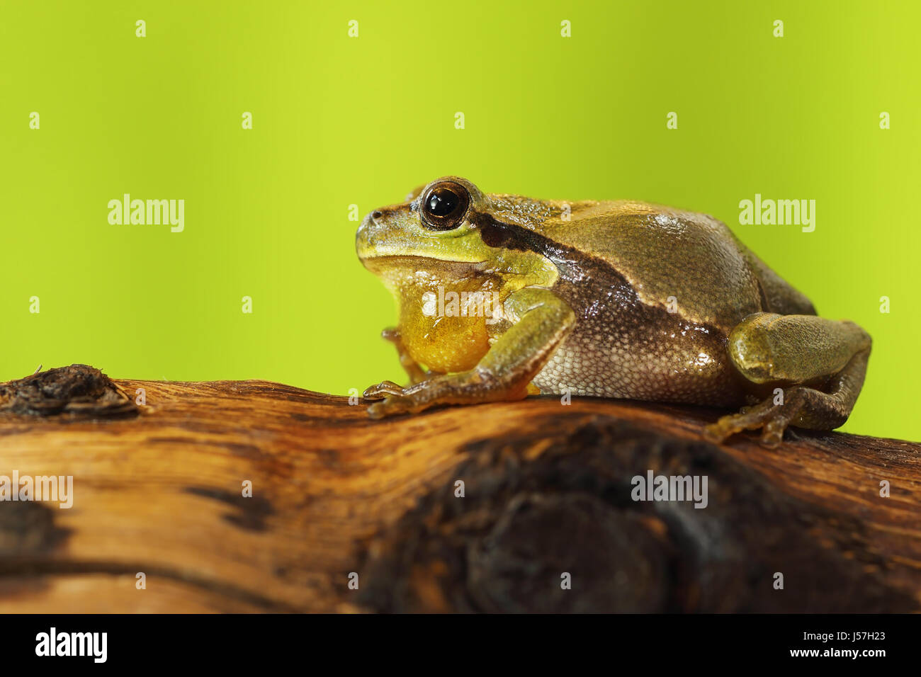 male tree frog singing on wood stump in mating season, calling for