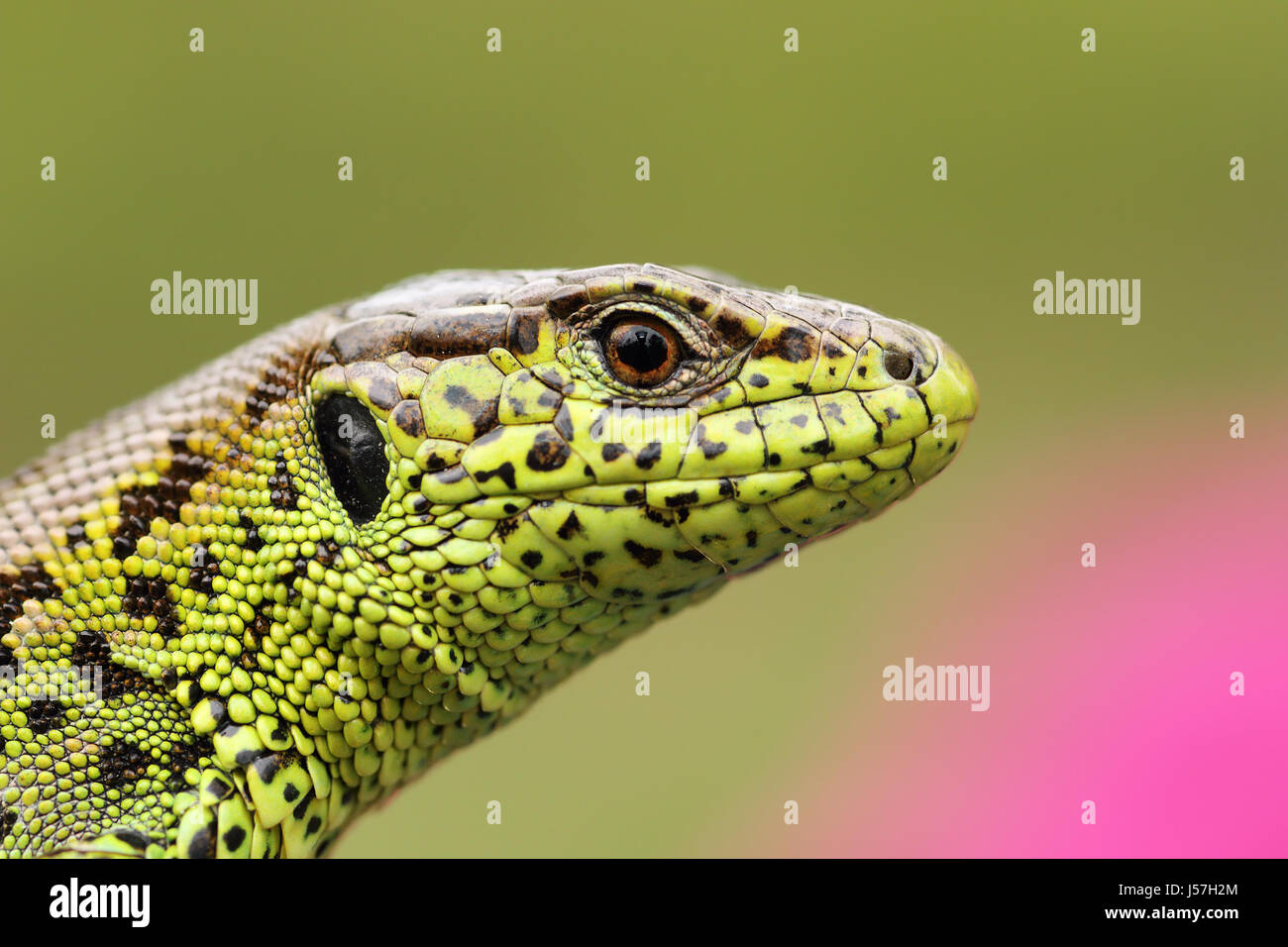portrait of beautiful male sand lizard ( Lacerta agilis ), detail on scales pattern Stock Photo