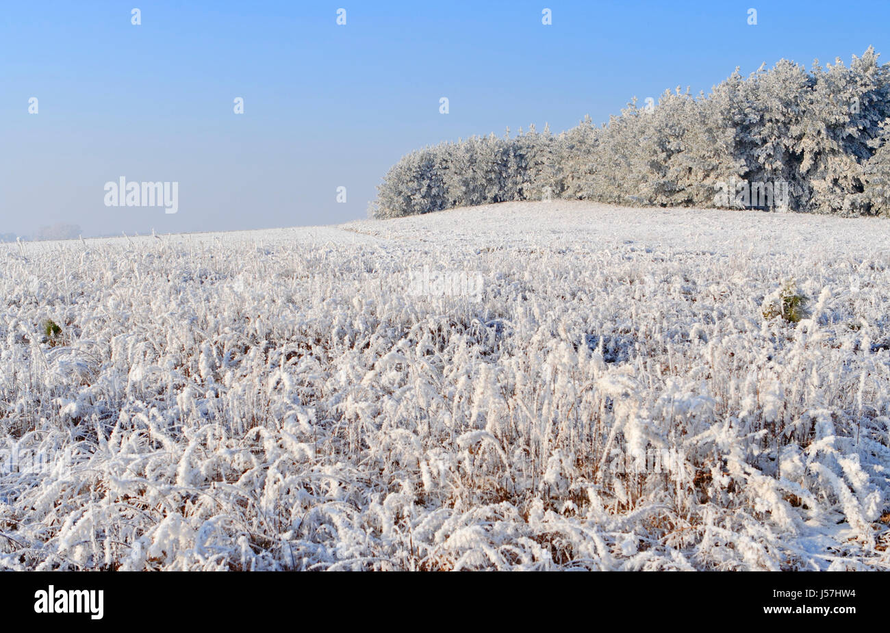 Winter landscape with frozen meadow and forest. Poland, Swietokrzyskie. Stock Photo