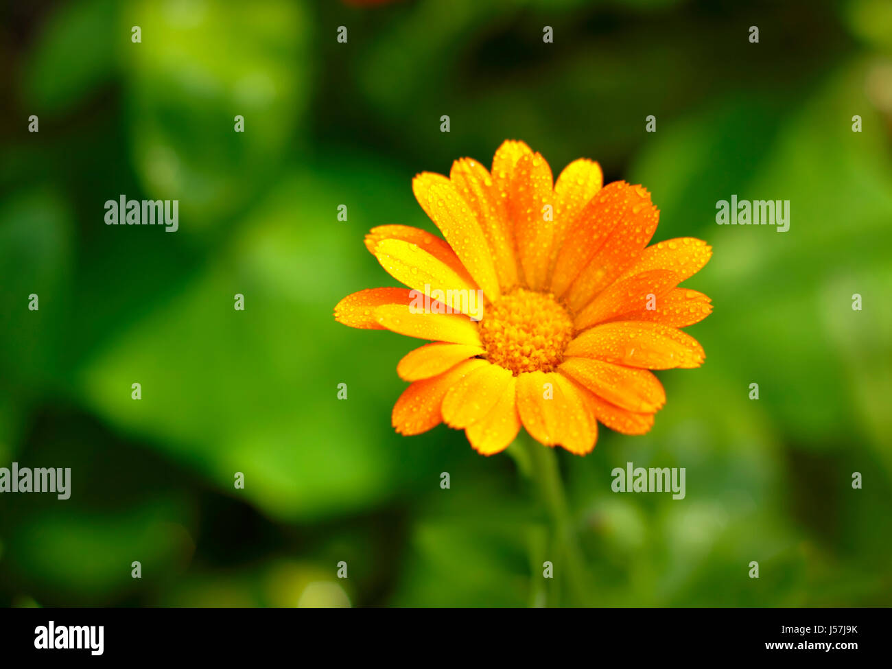 Close-up of Pot Marigold (Calendula officinalis) flower with water dew. Shallow depth of field. Stock Photo