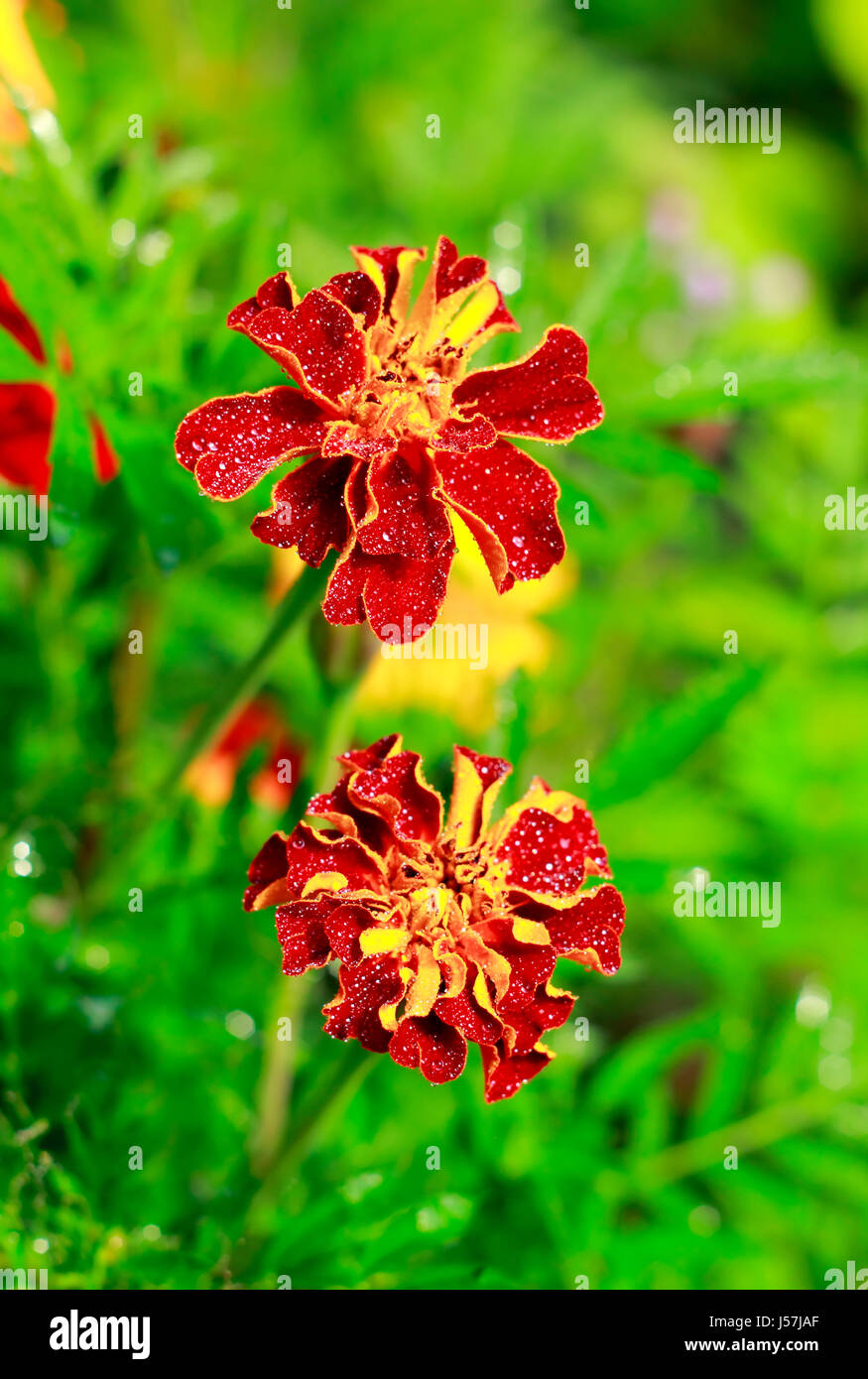 Two Tagetes flowers (Marigold, Mexican marigolds) Stock Photo