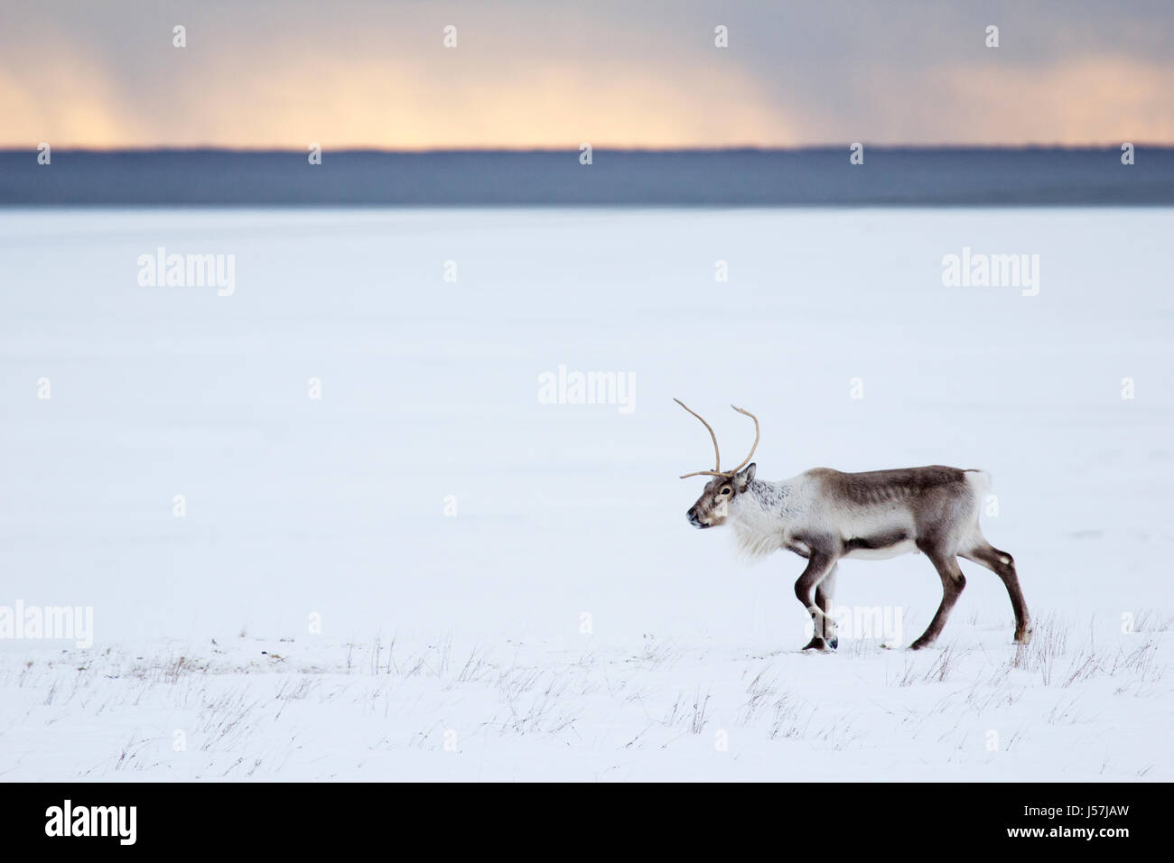 Icelandic reindeer in north east Iceland Stock Photo