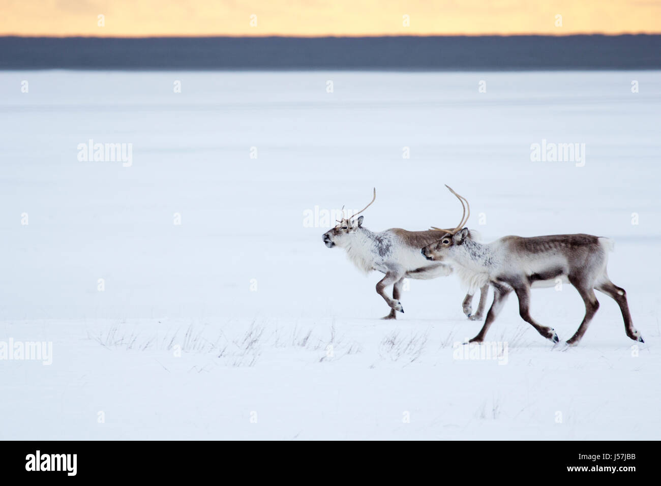 Icelandic reindeer in north east Iceland Stock Photo Alamy
