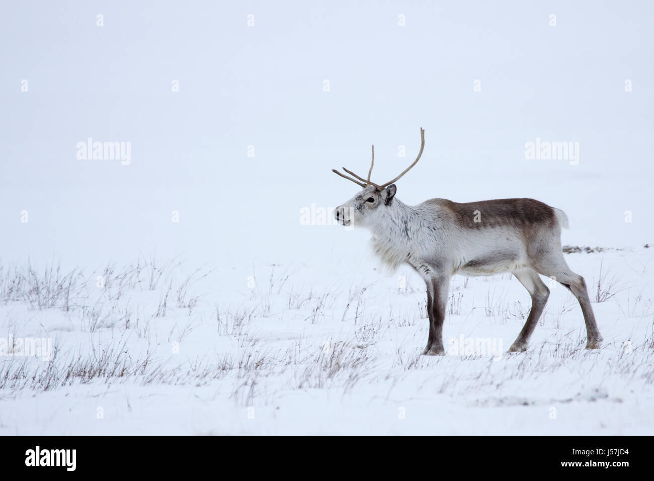 Icelandic reindeer in north east Iceland Stock Photo Alamy