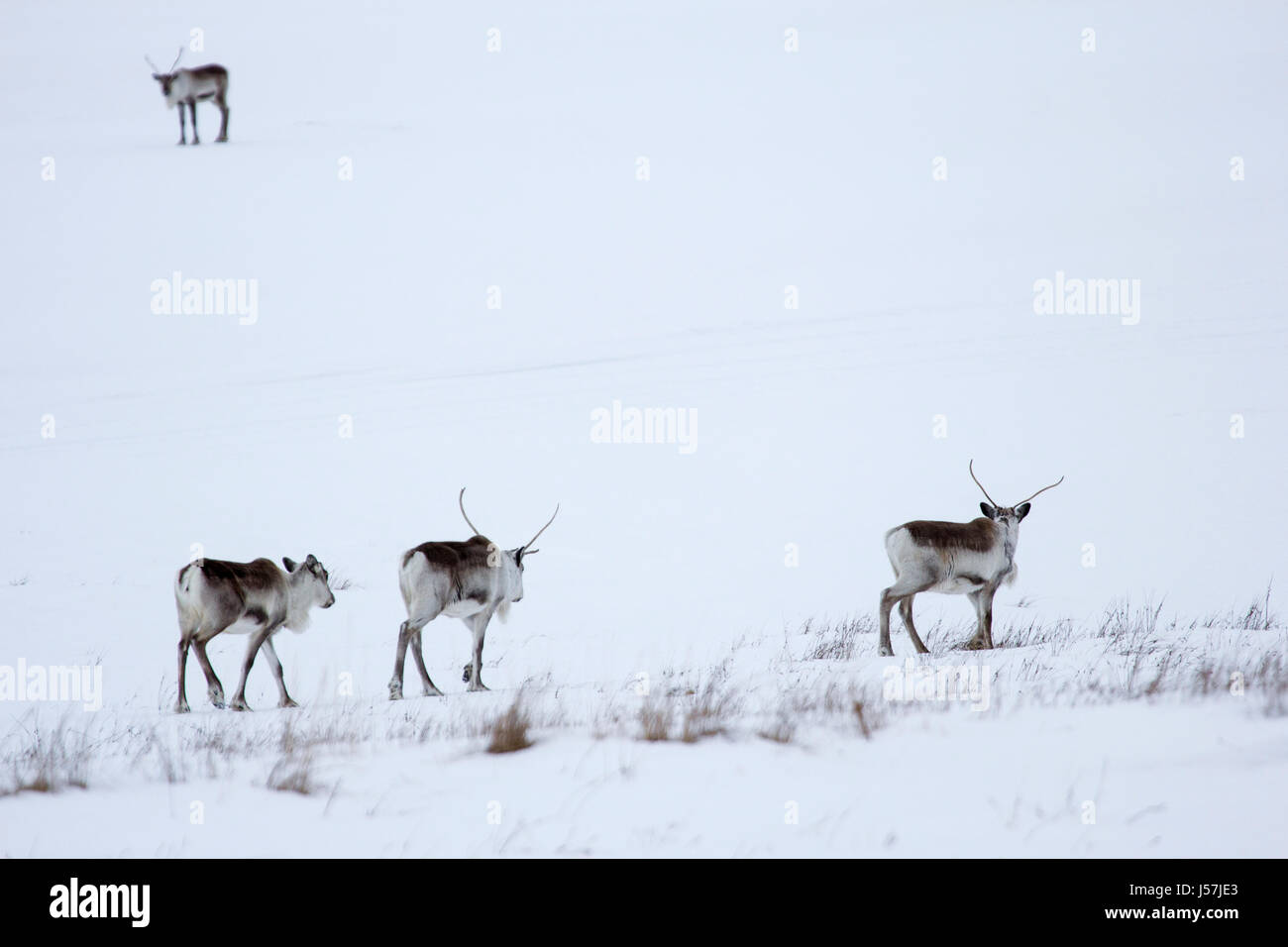 Icelandic reindeer in north east Iceland Stock Photo Alamy