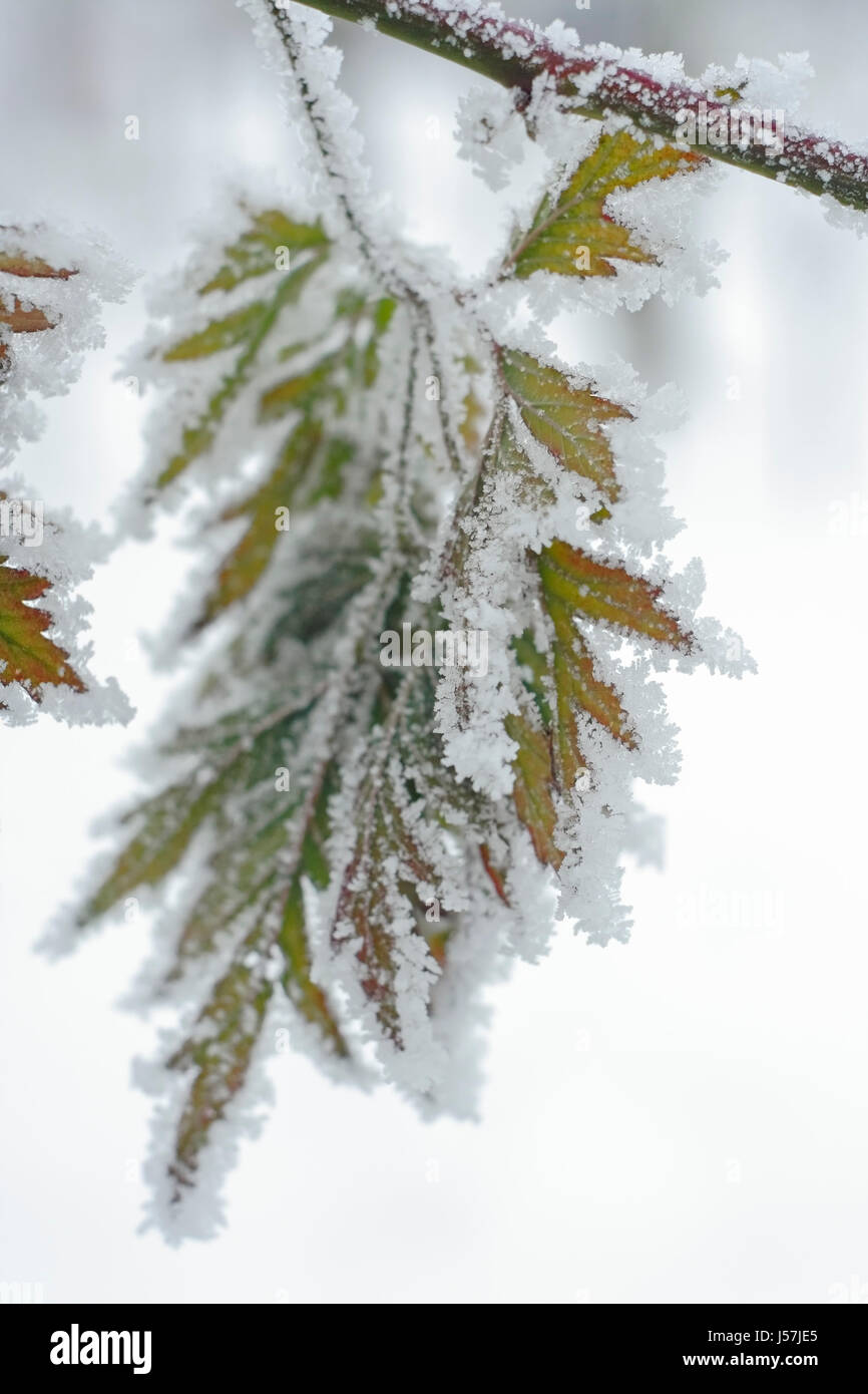 Close-up: leaves and stem with ice crystals (frost) at winter time. Stock Photo