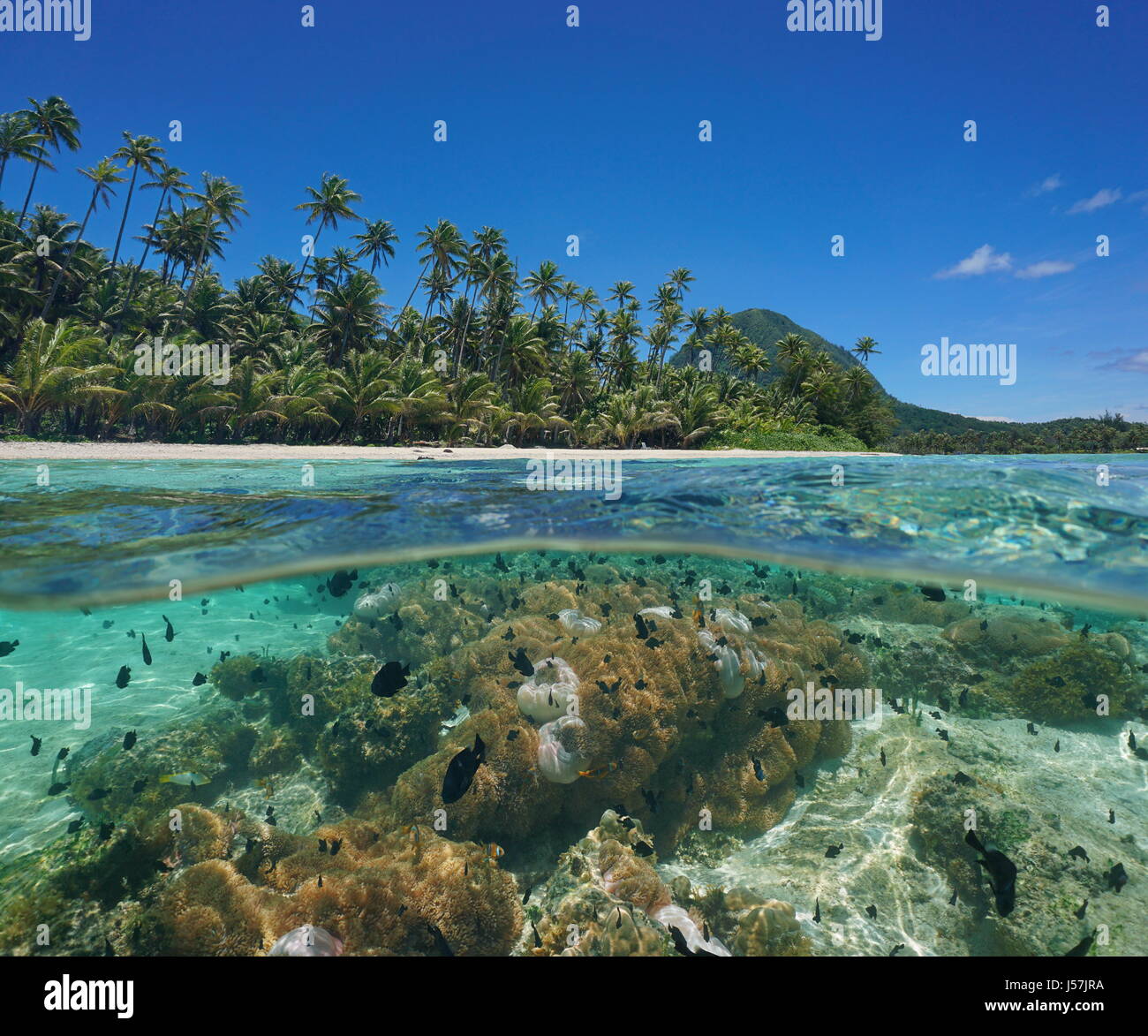 Over under sea surface in the lagoon near the shore of an island with coconut trees and sea anemones with tropical fish underwater, French Polynesia Stock Photo