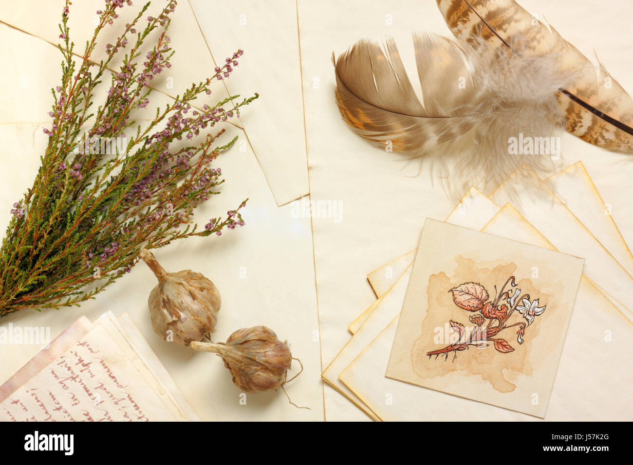 Nostalgic vintage still life with garlic, botanical drawing, bunch of dried heather and feathers over aged paper sheets Stock Photo
