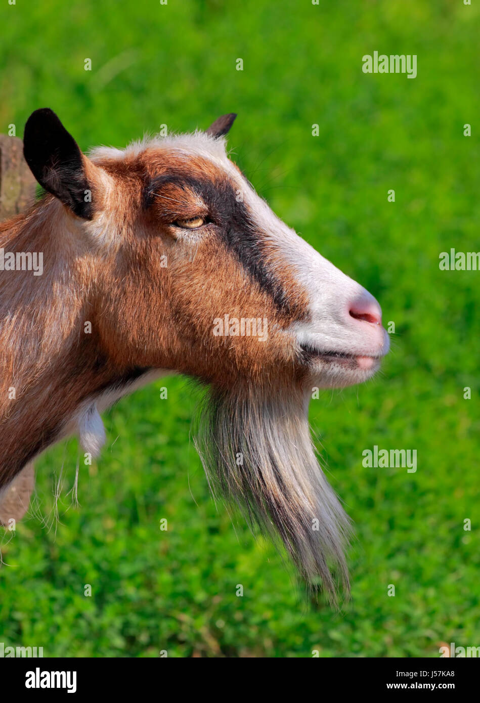 Billy goat portrait with unfocused green background Stock Photo