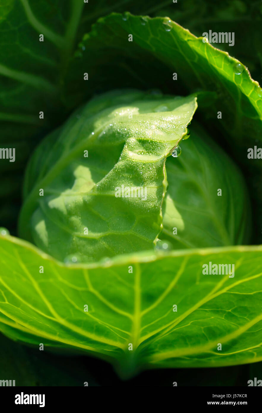 Close up view of a growing green cabbage head Stock Photo