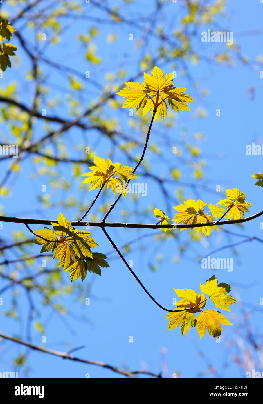 Upward view of yellow maple leaves in autumn. Europe, Poland, Holy Cross Mountains. Stock Photo