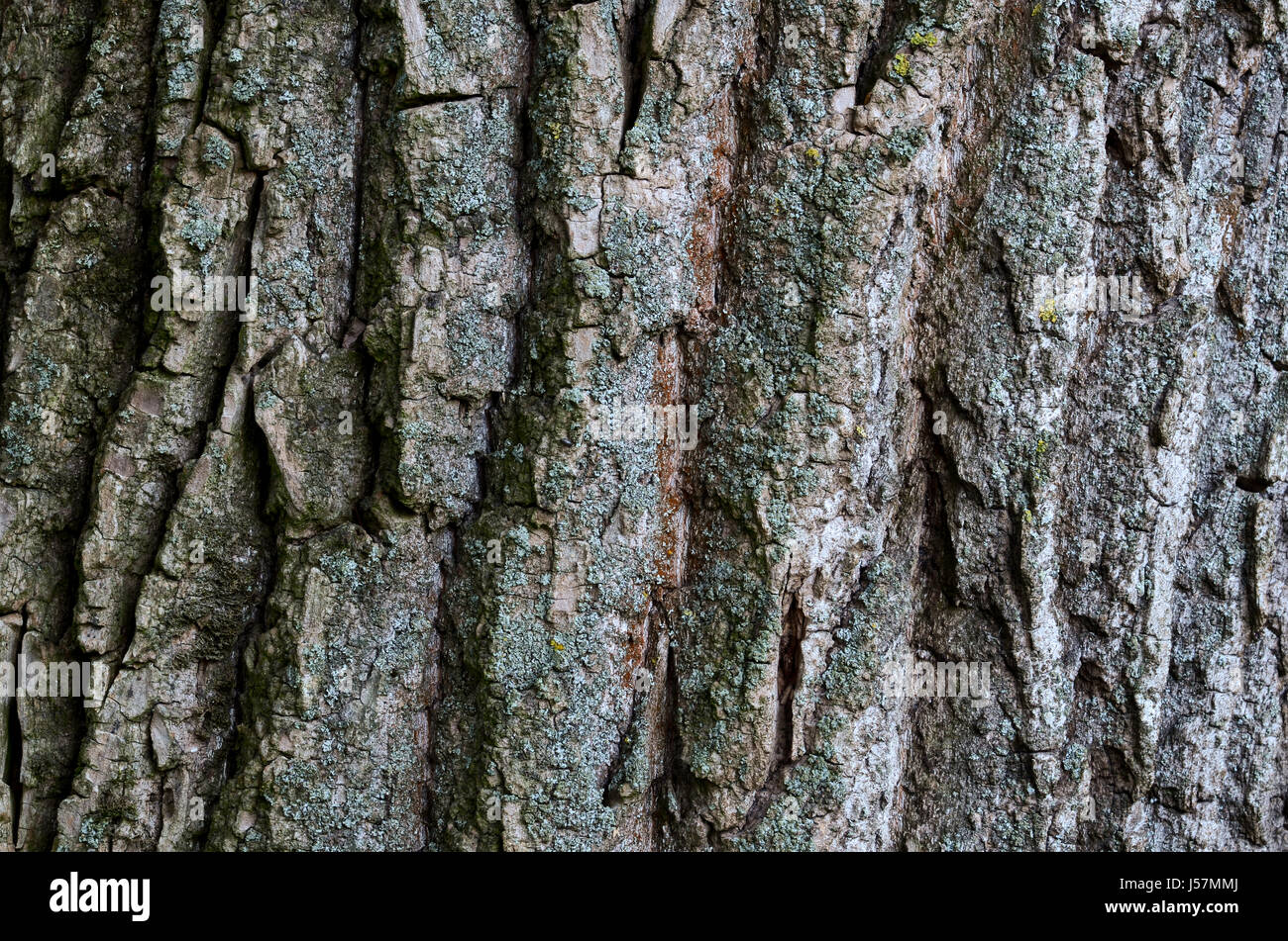 beautiful natural texture of bark wood plank use as nature wooden ...