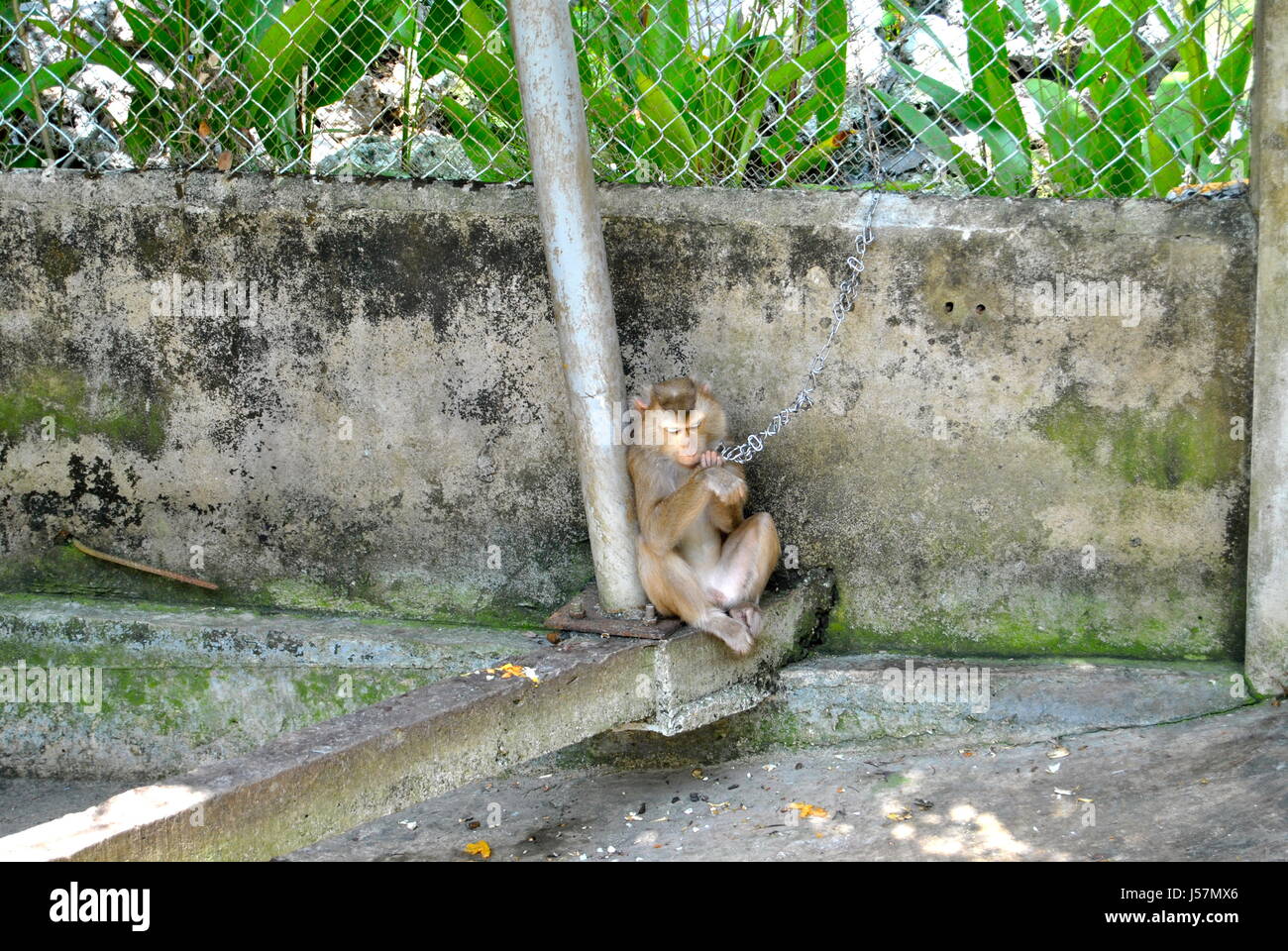 Chained Monkey, Can Tho, Vietnam Stock Photo