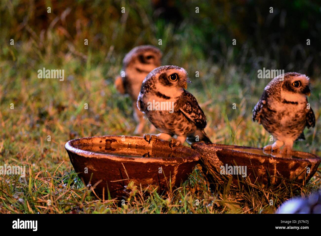 Thirsty Owlets Stock Photo