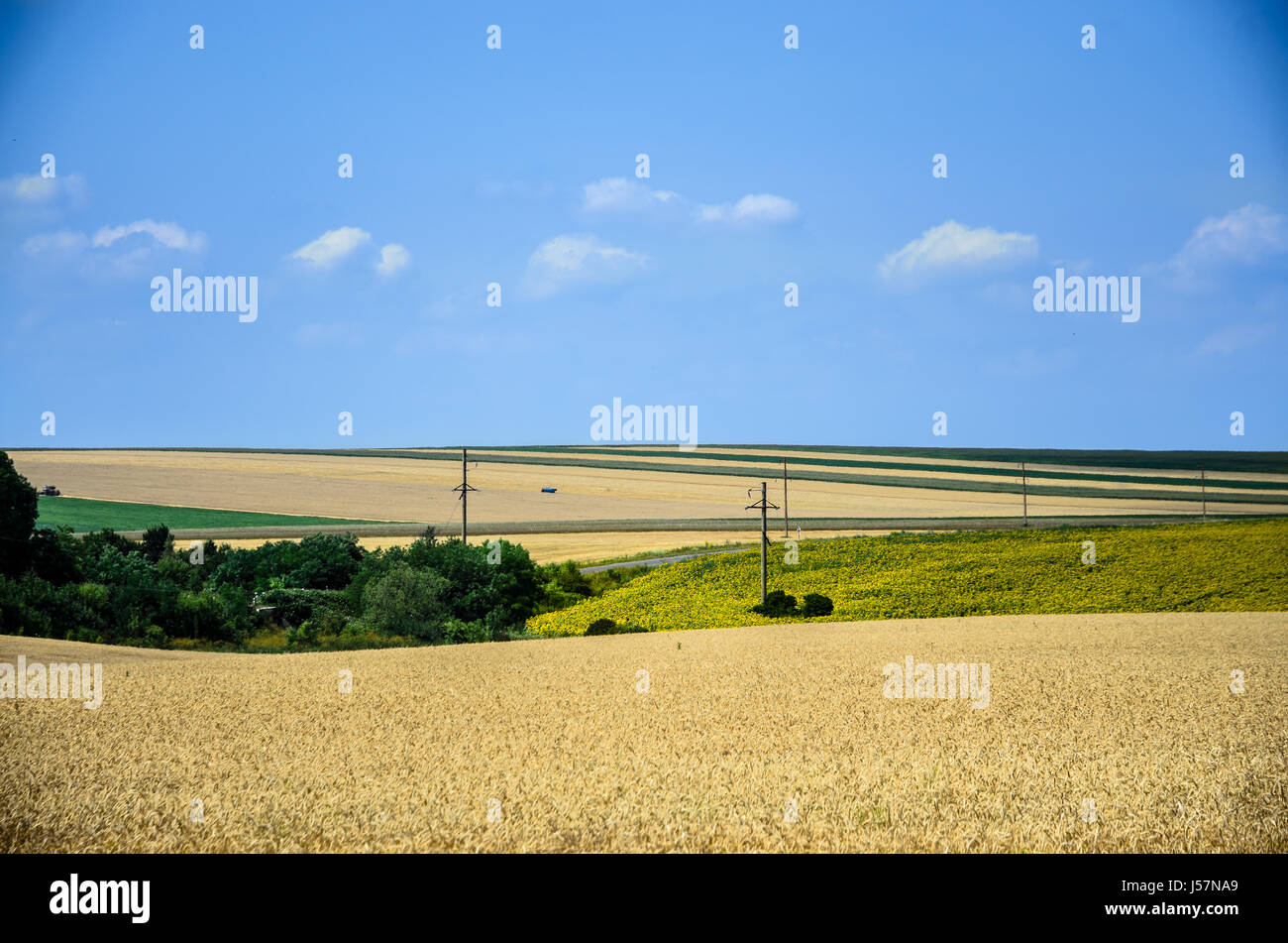 Summer Landscape with Wheat Field and Clouds Stock Photo - Alamy