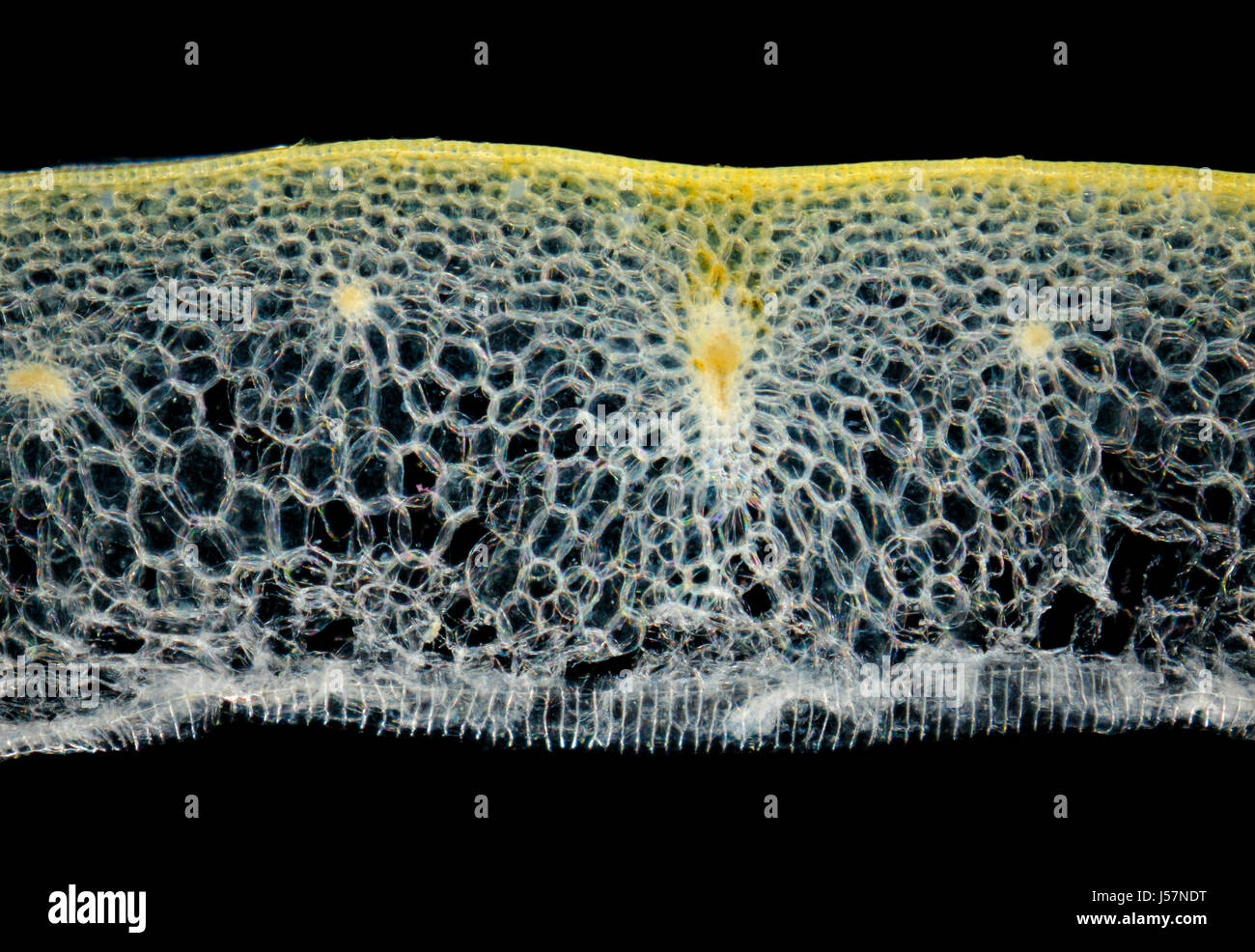 Microscopic view of a Onion (Allium cepa) bulb leaf cross-section. Darkfield illumination. Stock Photo
