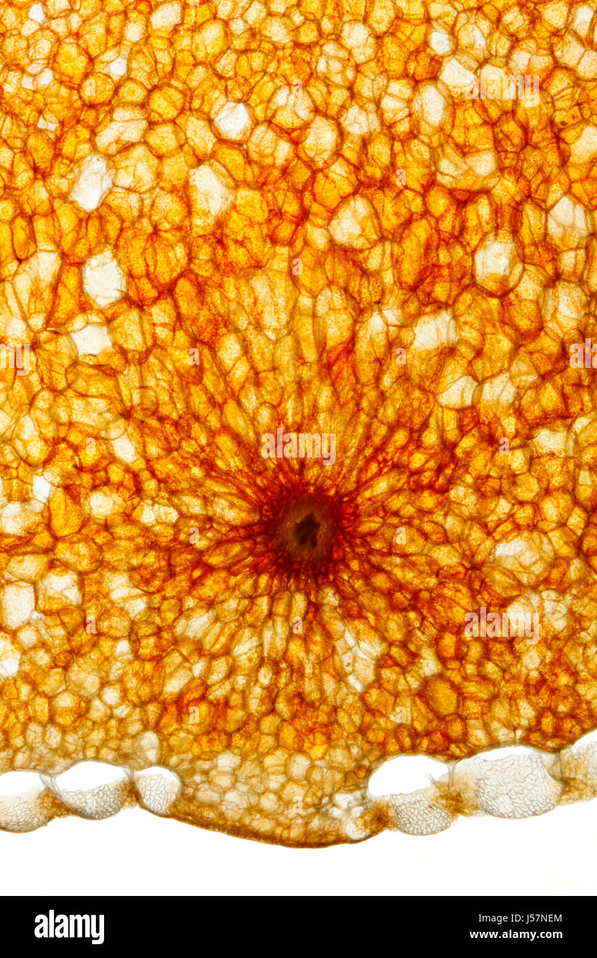 Microscopic view of a Chili pepper (Capsicum annuum) fruit pericarp