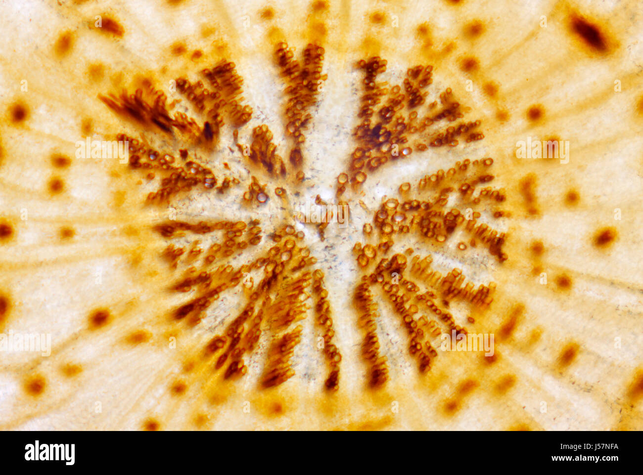 Cross section root centre of the Carrot (Daucus carota subsp. sativus). Brightfield illumination, brown stain (manganese dioxide). Stock Photo