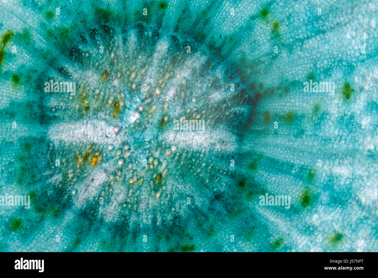 Cross section root centre of the Carrot (Daucus carota subsp. sativus).  Brightfield illumination, green stain Stock Photo - Alamy