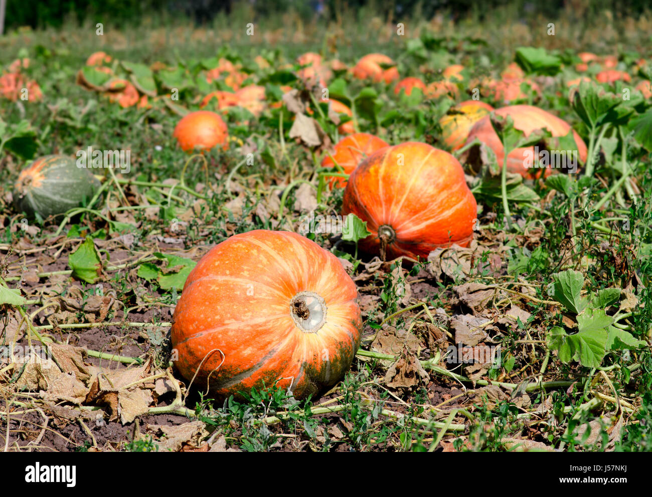 Pumpkins on a field under a great cloudscape. Toned picture with a shallow DOF. Stock Photo