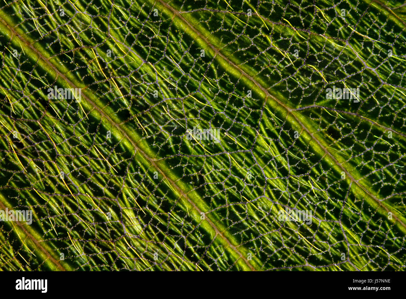 Microscopic view of wild strawberry (Fragaria vesca) leaf. Polarized light, crossed polarizers. Stock Photo