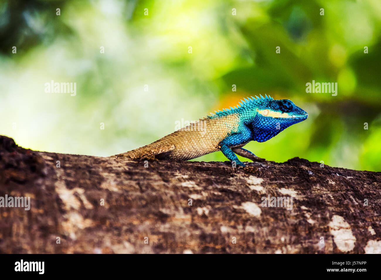 Asian tree lizard hi-res stock photography and images - Alamy