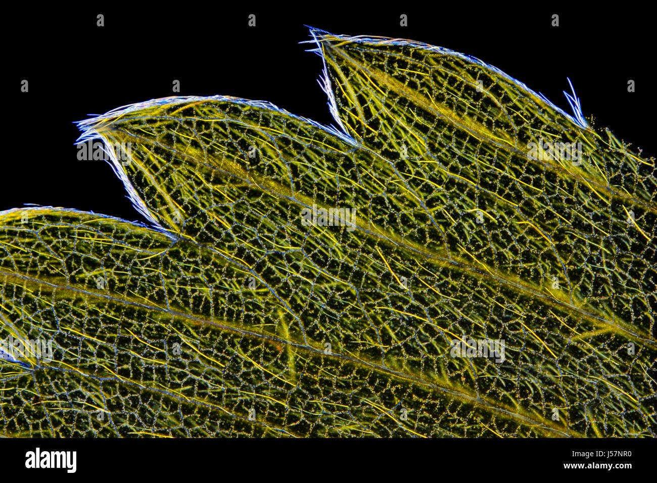 Microscopic view of wild strawberry (Fragaria vesca) leaf edge. Polarized light, crossed polarizers. Stock Photo