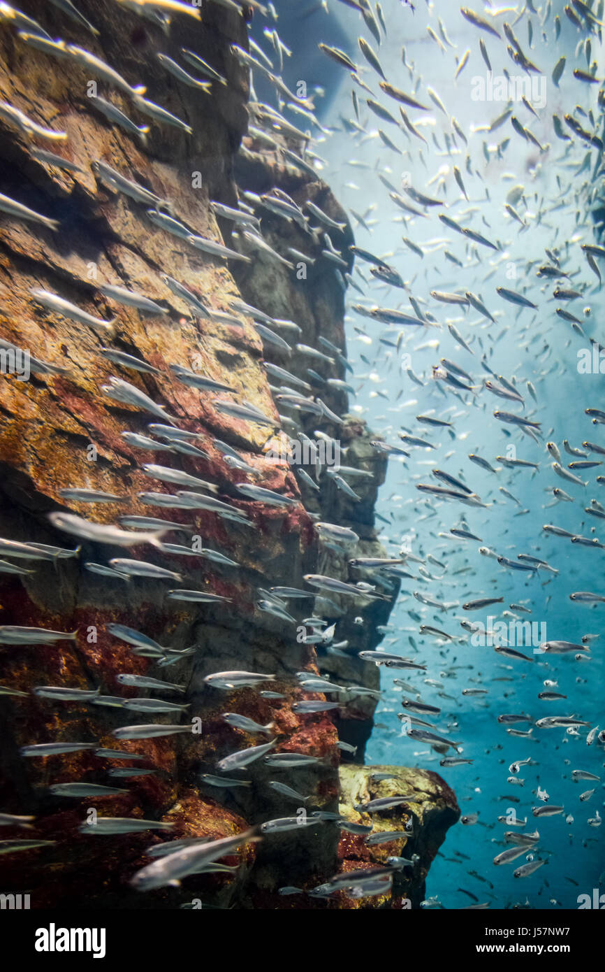 Fish school swimming near a rock Stock Photo