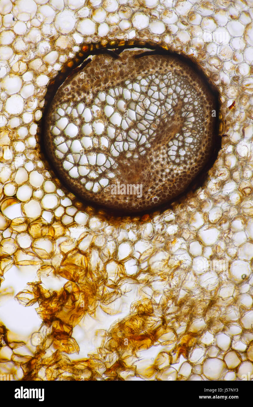 Microscopic view of Male fern (Dryopteris filix-mas) vascular bundle. Frond stem cross section. Brightfield illumination. Stock Photo