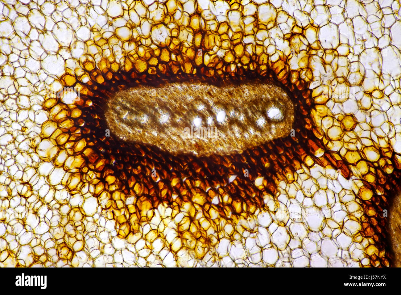 Microscopic view of Eagle fern (Pteridium aquilinum) vascular bundle. Frond stem cross section. Brightfield illumination. Stock Photo