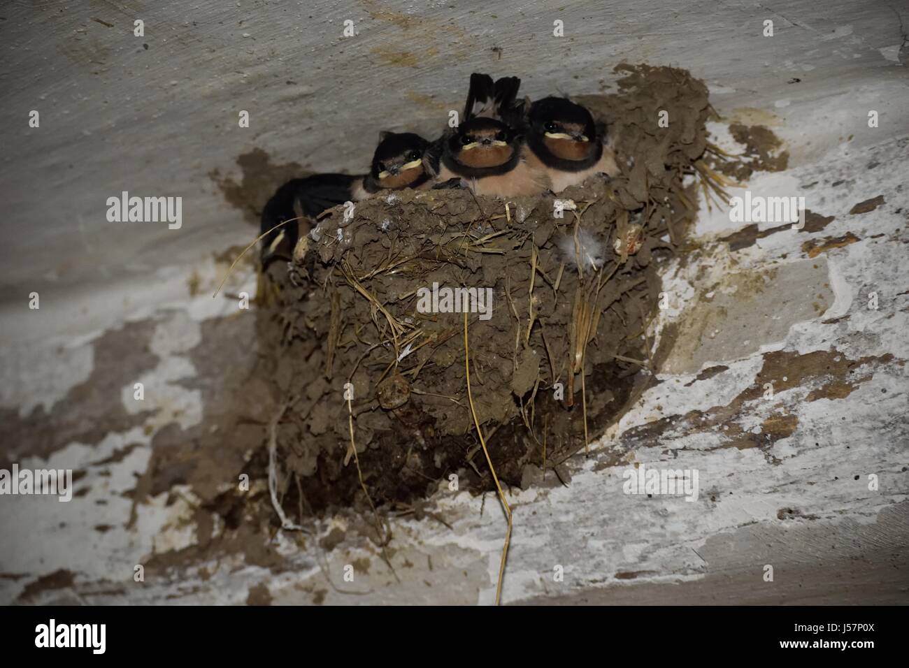 Swallow chicks in their nest Stock Photo