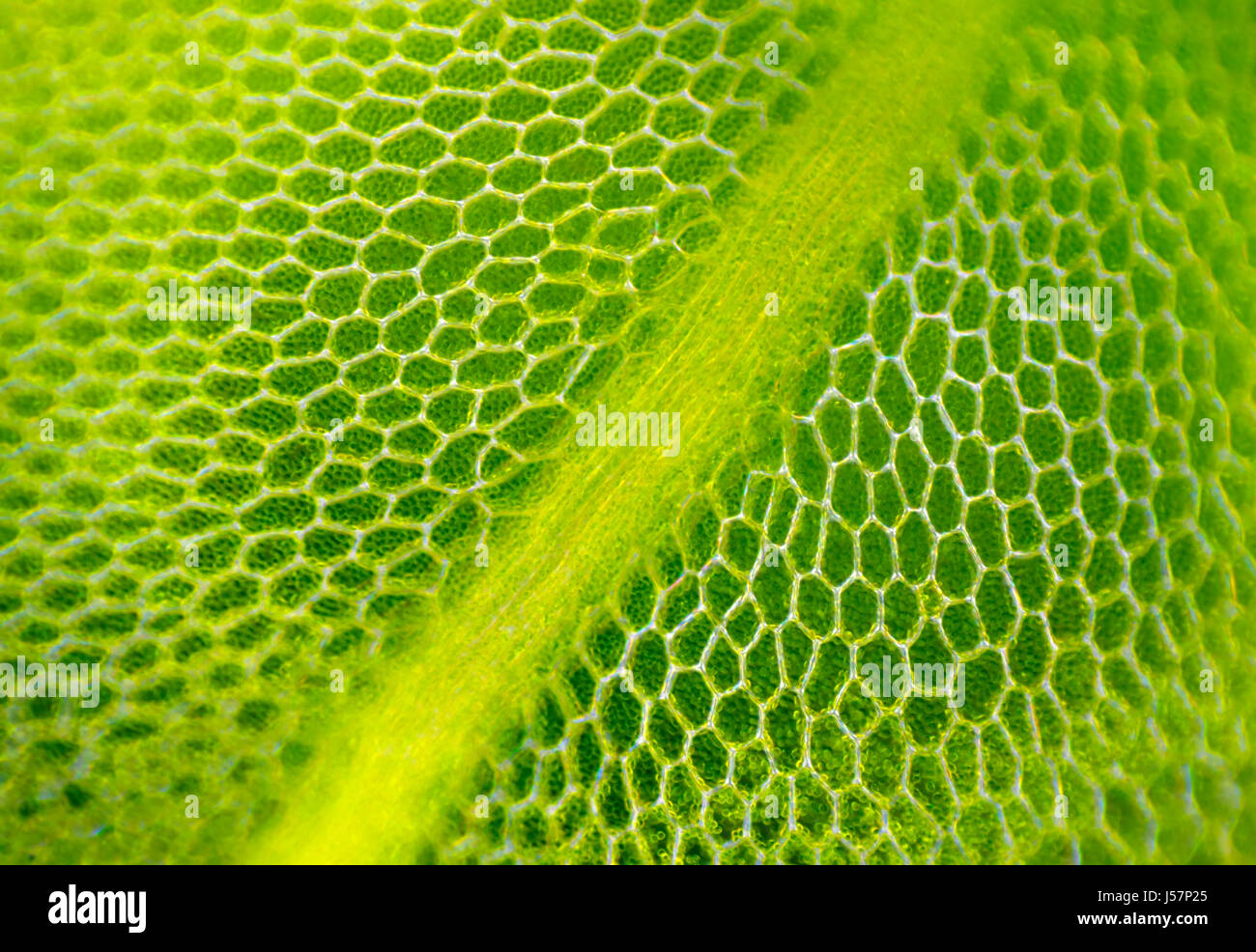 Detail of moss leaf (Plagiomnium affine). Darkfield illumination. Stock Photo