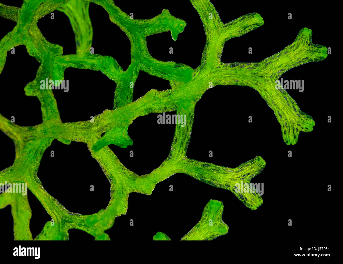 Microscopic view of Crystalwort (Riccia fluitans) thalli. Darkfield illumination. Stock Photo