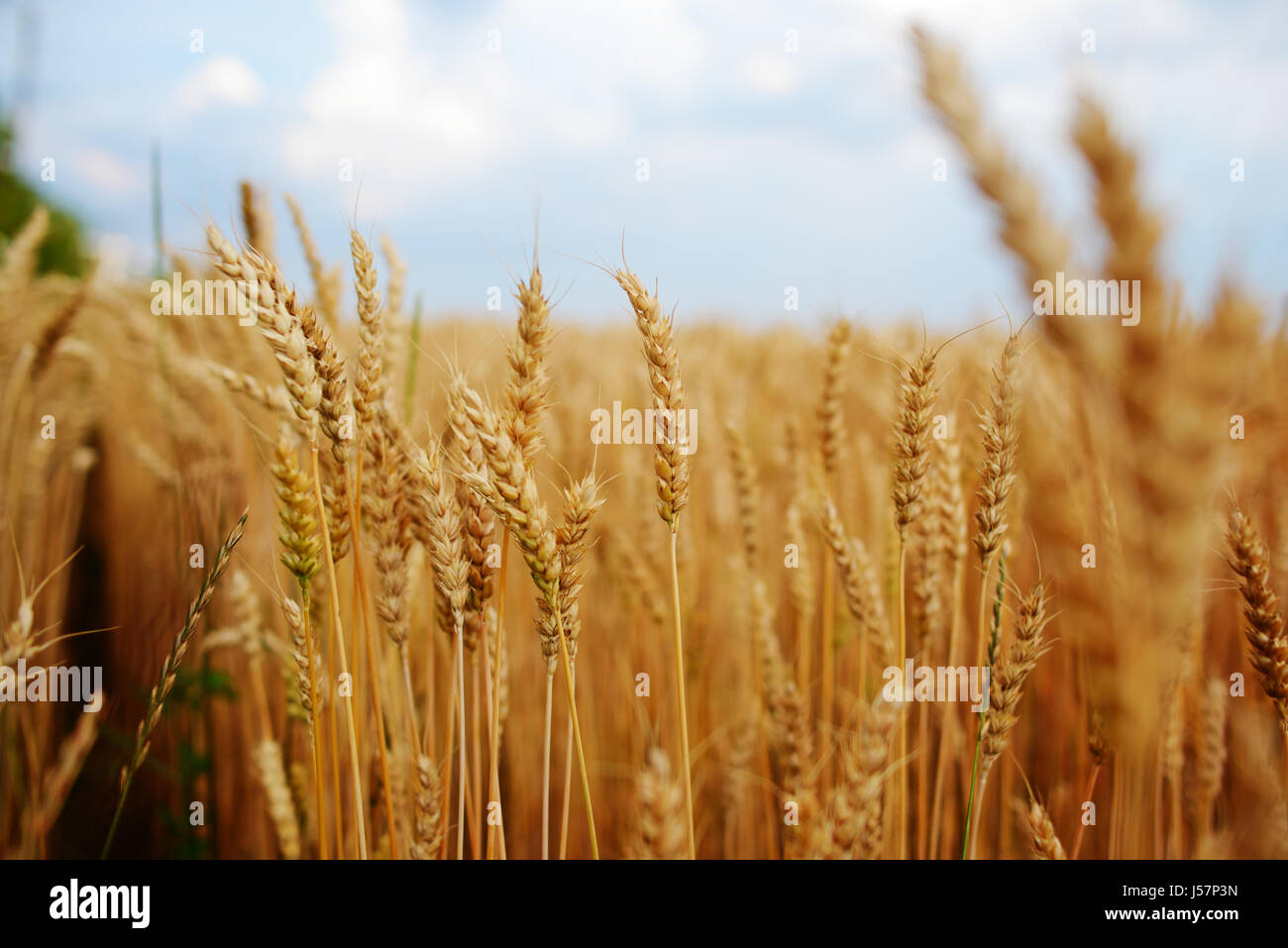 Wheat field. Ears of golden wheat close up. Stock Photo