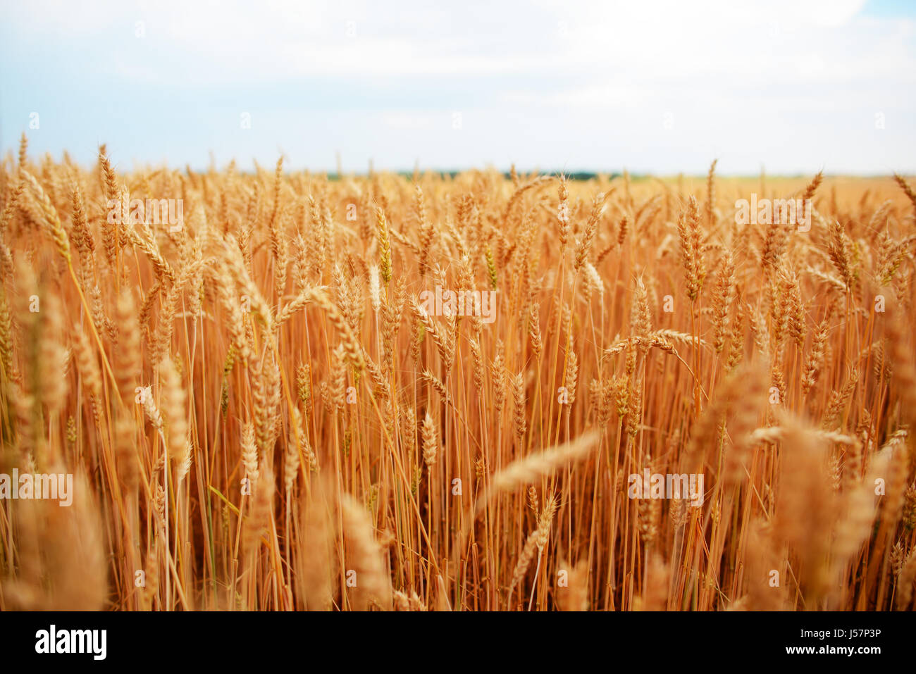 Wheat field. Ears of golden wheat close up. Stock Photo