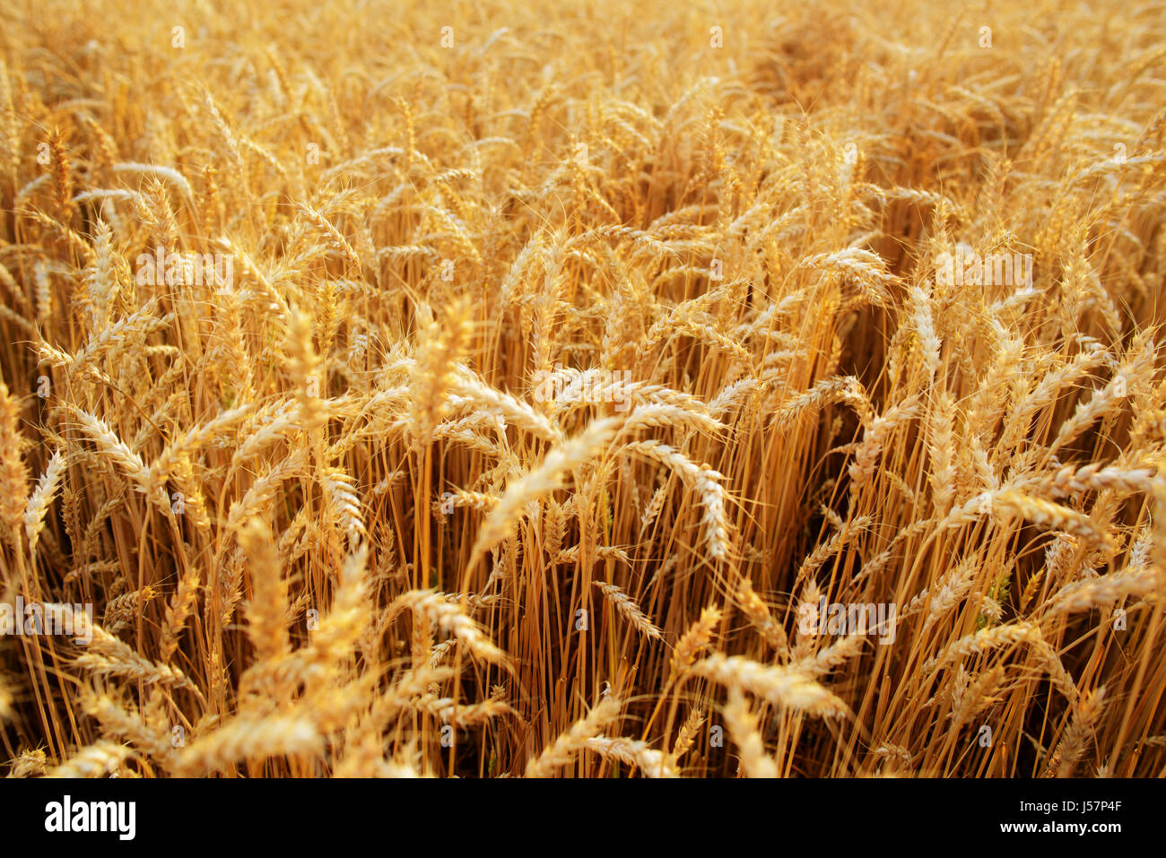 Wheat field. Ears of golden wheat close up Stock Photo - Alamy