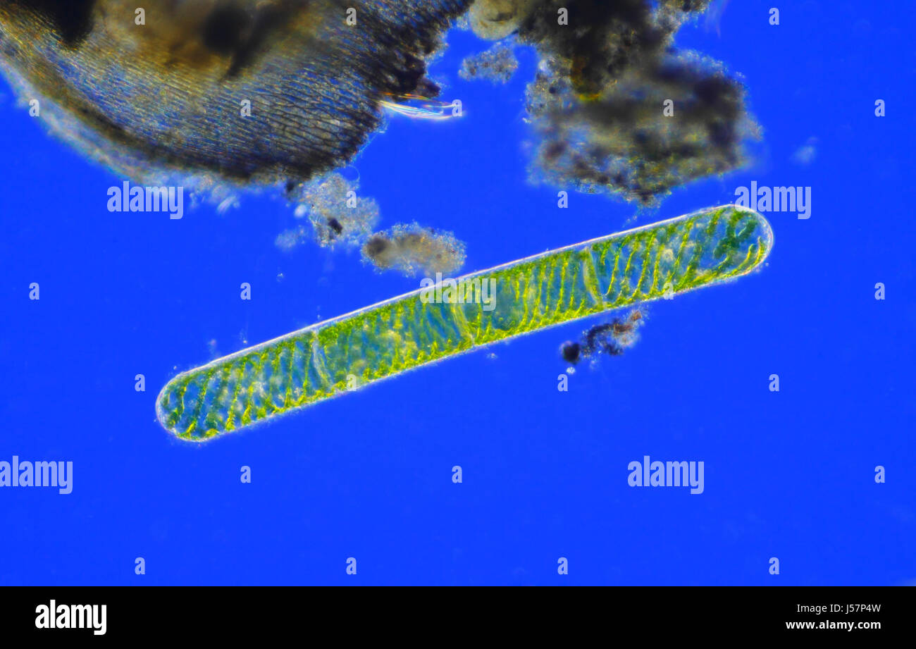 Microscopic view of young green algae (Spirogyra) cells. Rheinberg illumination. Stock Photo