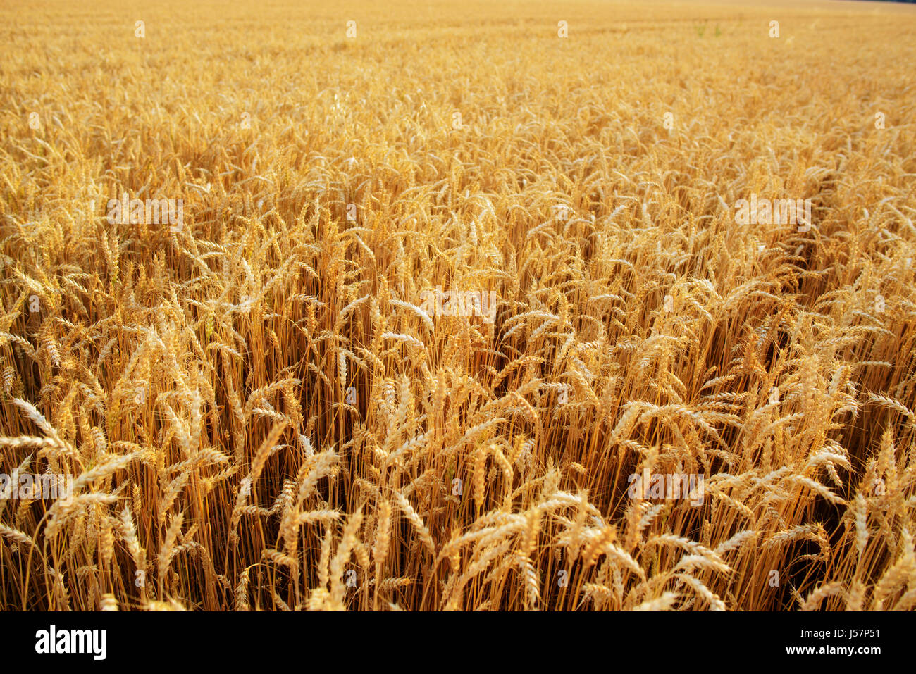 Wheat field. Ears of golden wheat close up Stock Photo - Alamy