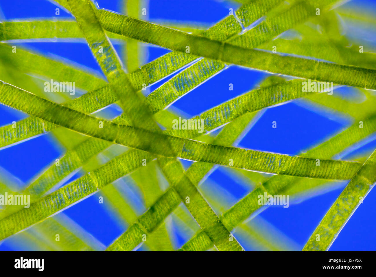 Microscopic view of green algae (Spirogyra). Rheinberg illumination. Stock Photo