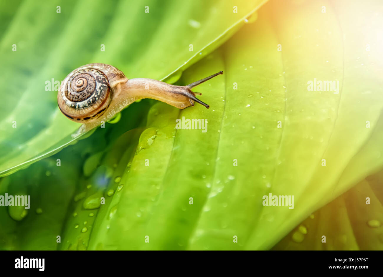 Little snail crawling on green leaf with drops of water on a Sunny day ...