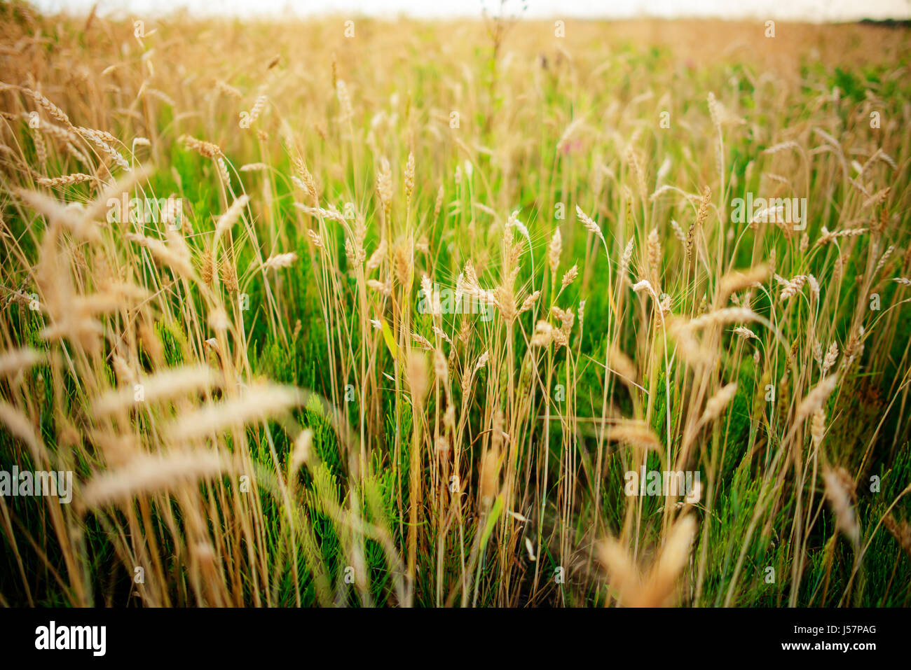Andcultivation hi-res stock photography and images - Alamy