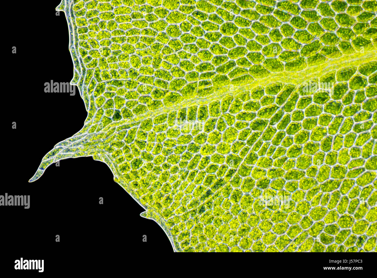 Detail of moss leaf (Plagiomnium affine). Darkfield illumination. Stock Photo