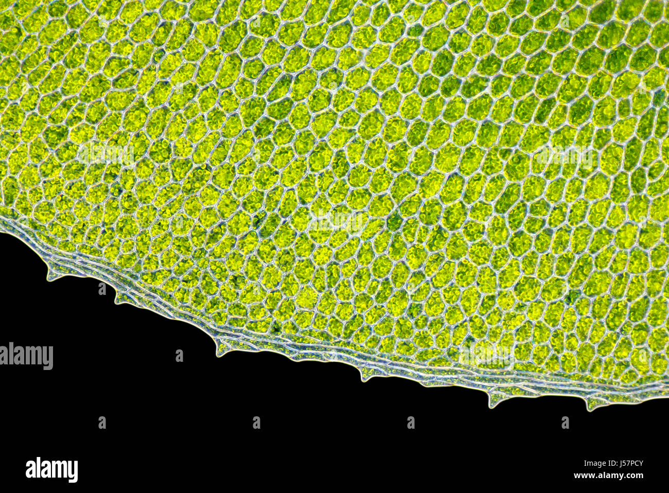 Detail of moss leaf (Plagiomnium affine). Darkfield illumination. Stock Photo
