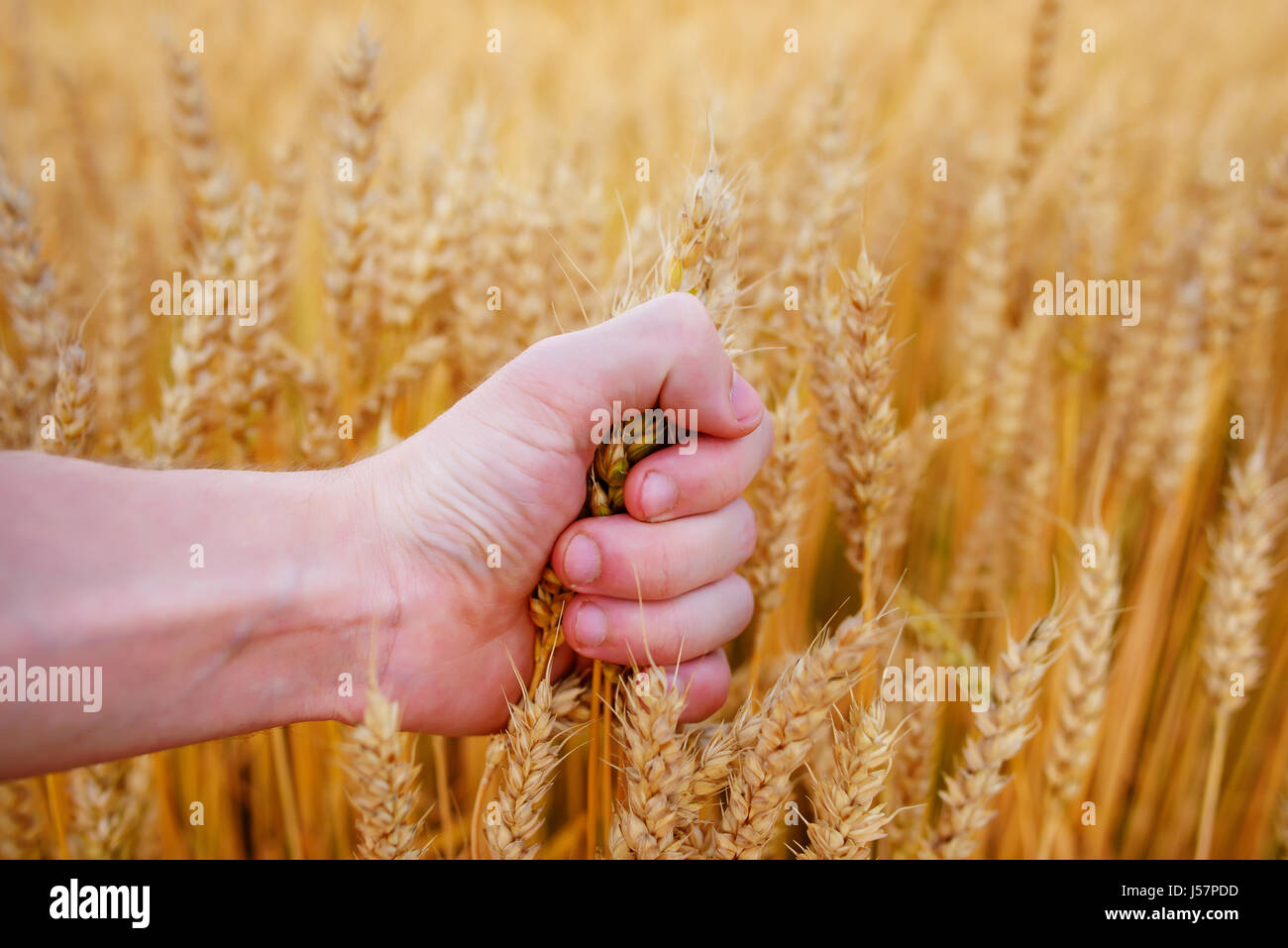 Wheat ears in the man's hand. Field on sunset Harvest Stock Photo - Alamy