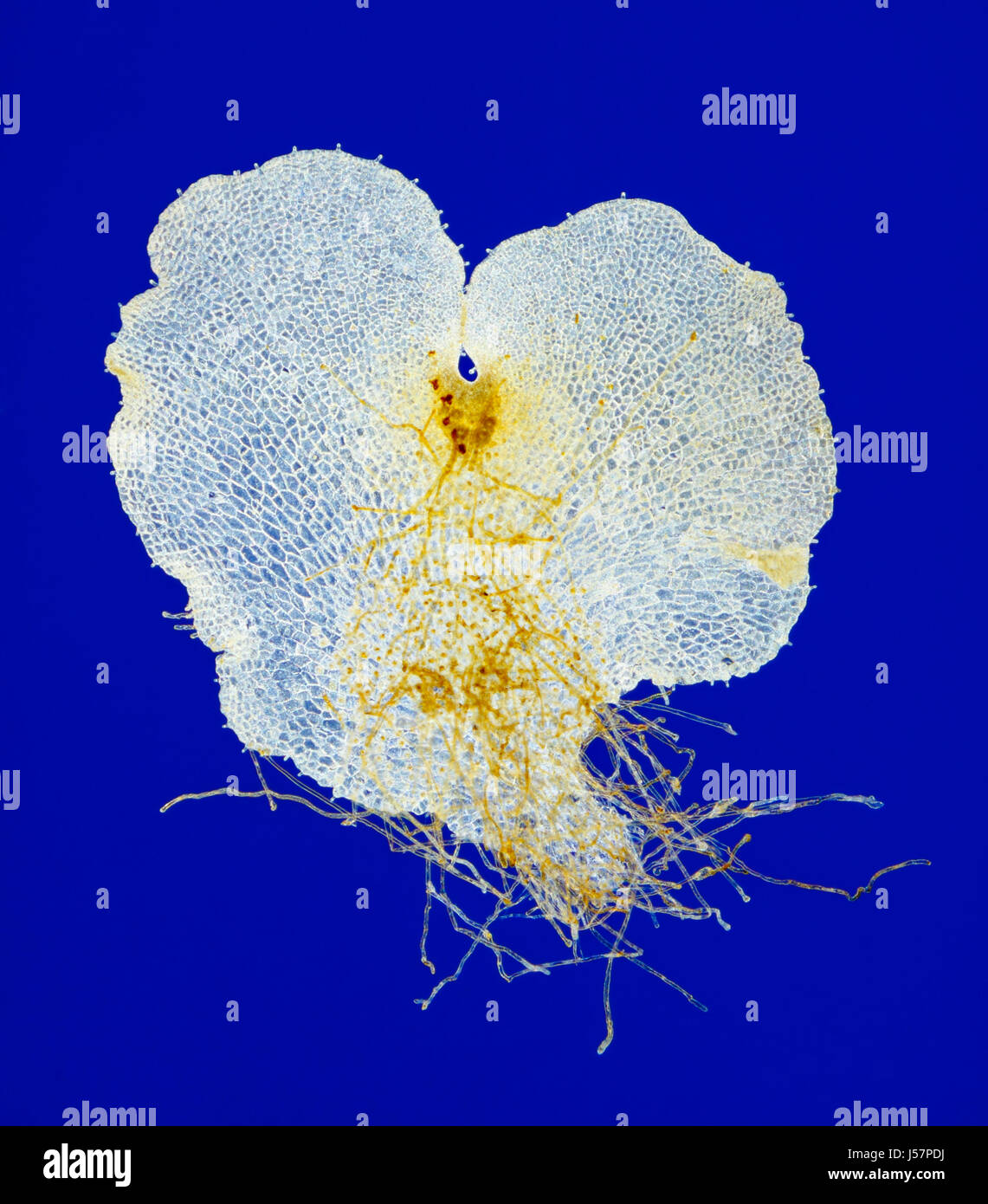 Microscopic view of fern prothallium (prothallus) with removed chlorophyll. Rheinberg illumination. Stock Photo