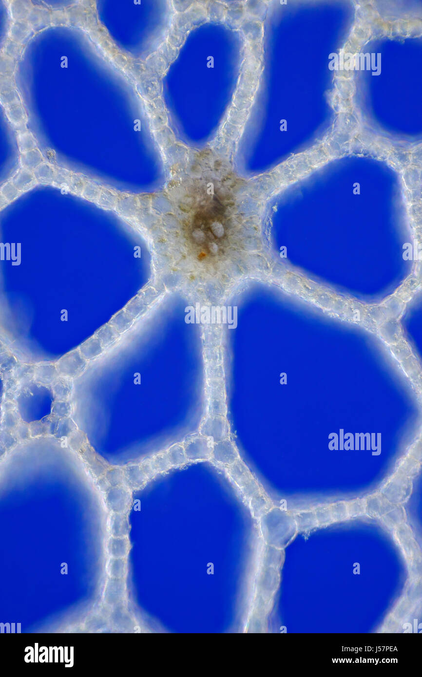 Marsh Calla (Calla palustris) leaf stem cross section. Rheinberg illumination. Stock Photo