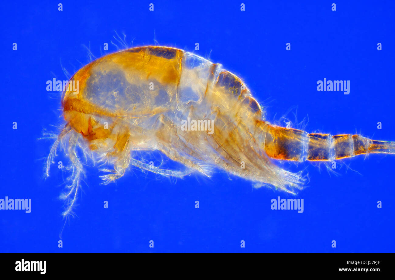 Microscopic view of freshwater copepod (Cyclops). Side view. Rheinberg illumination. Stock Photo